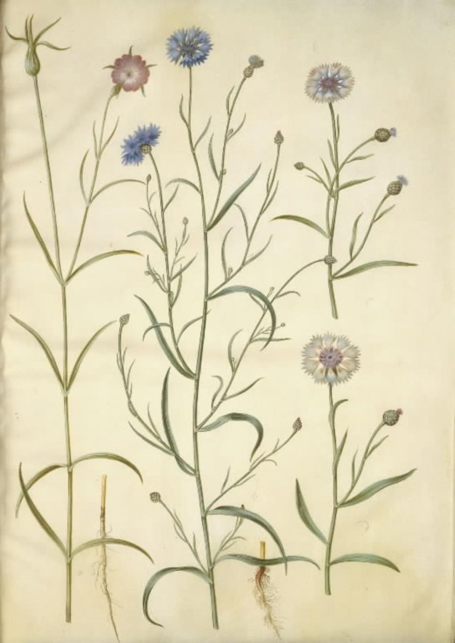 Agrostemma githago (rocha comum); Centaurea cyanus (centáurea) de Hans Simon Holtzbecker