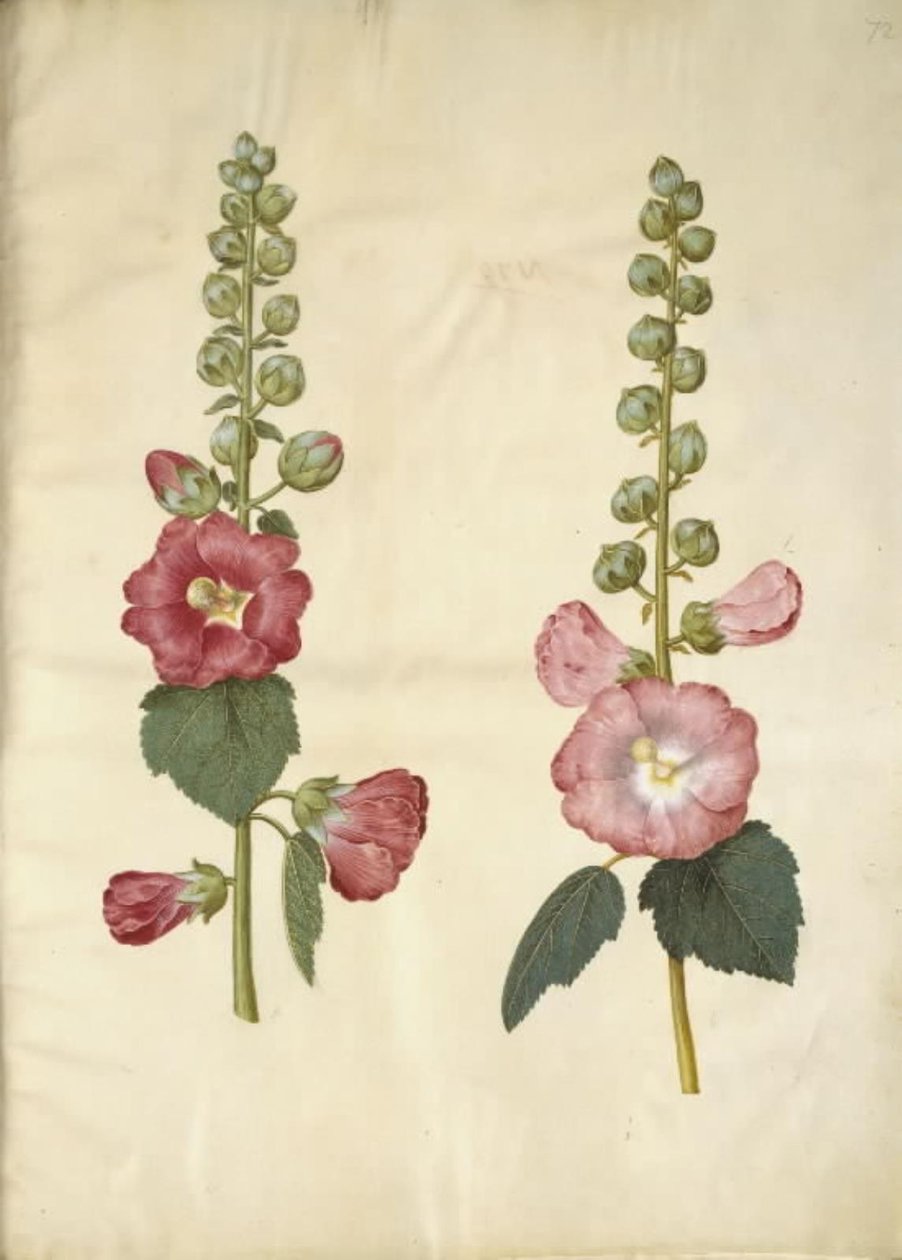 Alcea rosea (ter-stokrose) de Hans Simon Holtzbecker