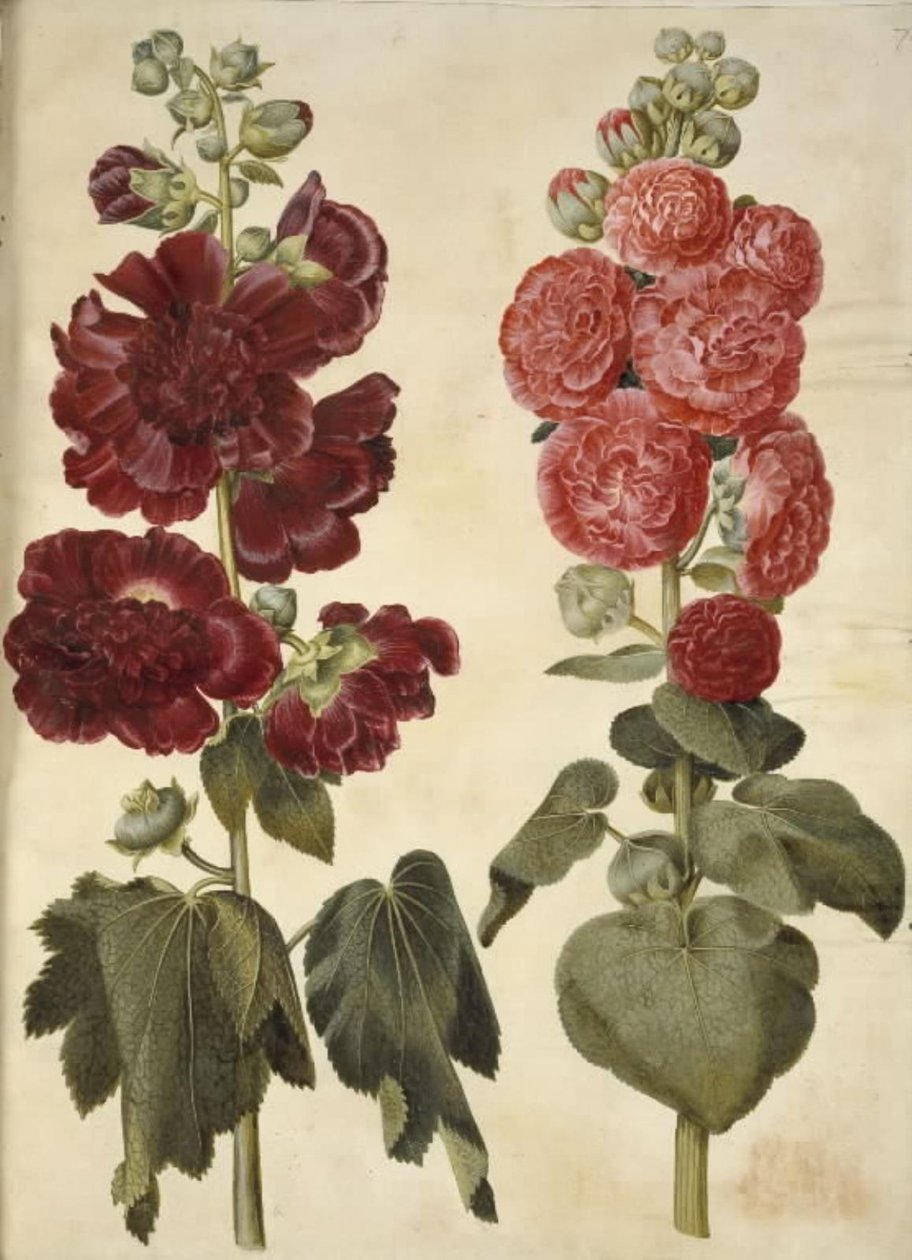 Alcea rosea (ter-stokrose) de Hans Simon Holtzbecker