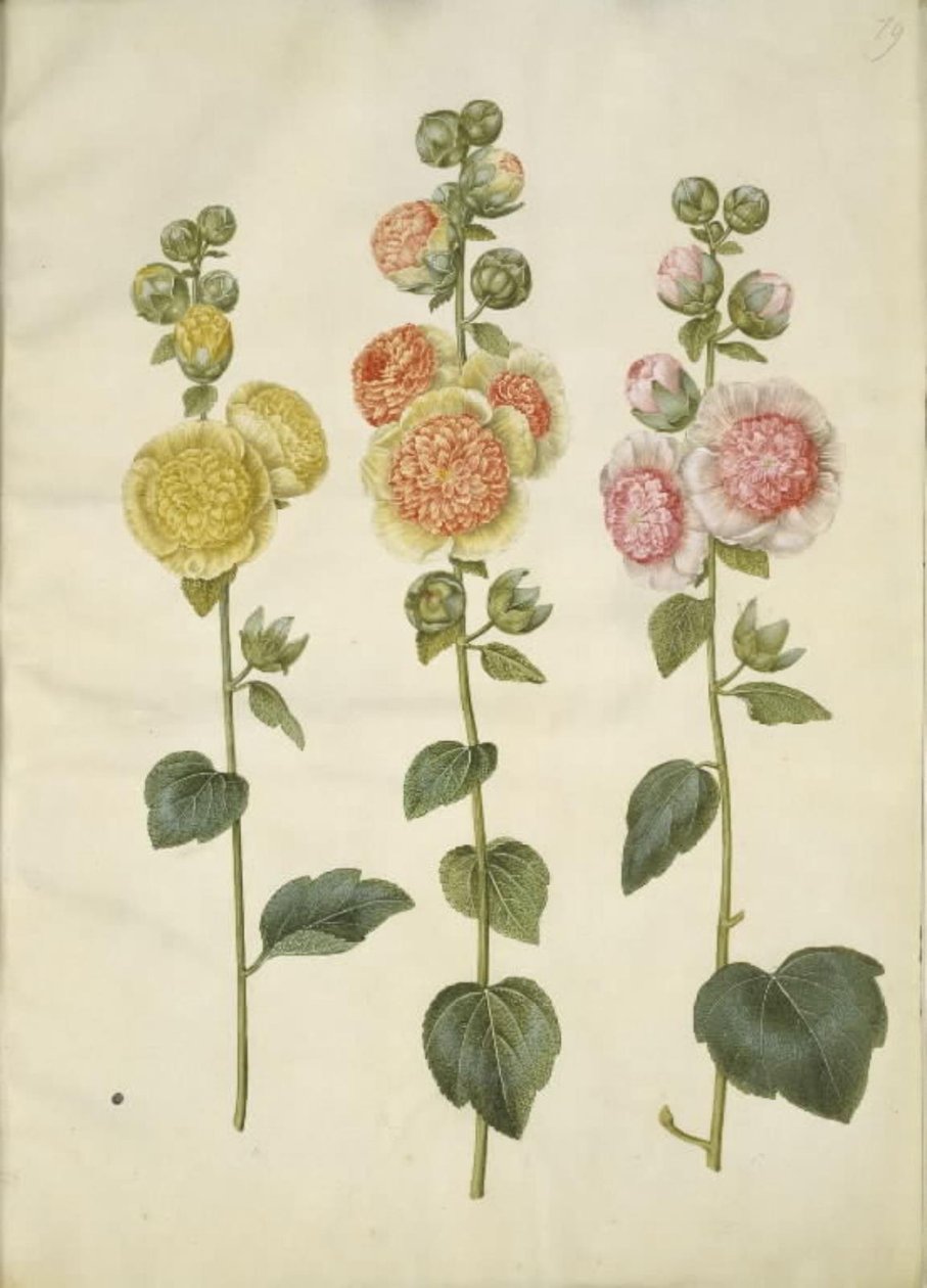 Alcea rosea (ter-stokrose) de Hans Simon Holtzbecker