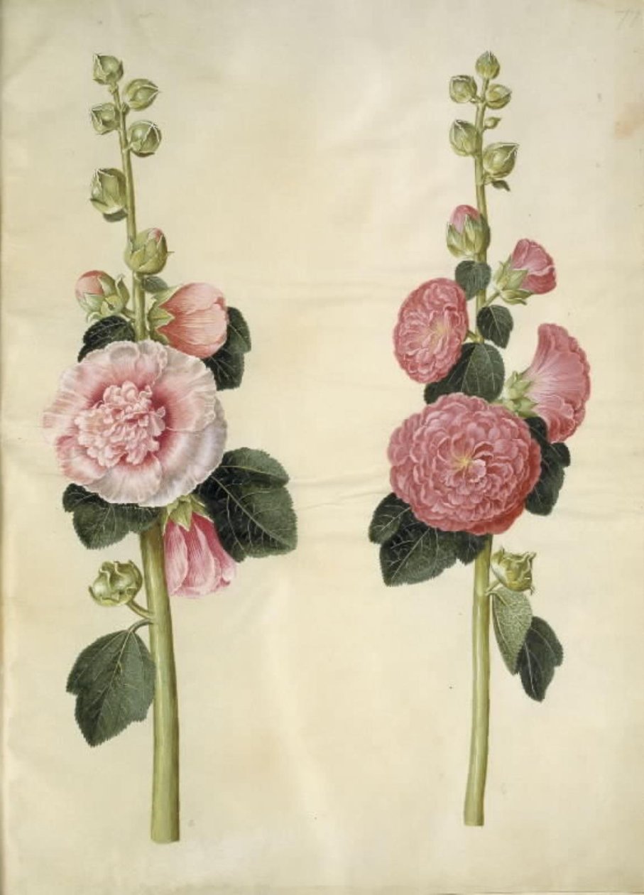 Alcea rosea (ter-stokrose) de Hans Simon Holtzbecker