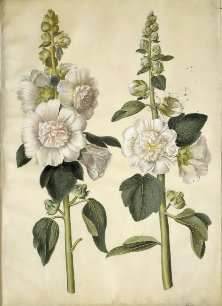 Alcea rosea (ter-stokrose) de Hans Simon Holtzbecker