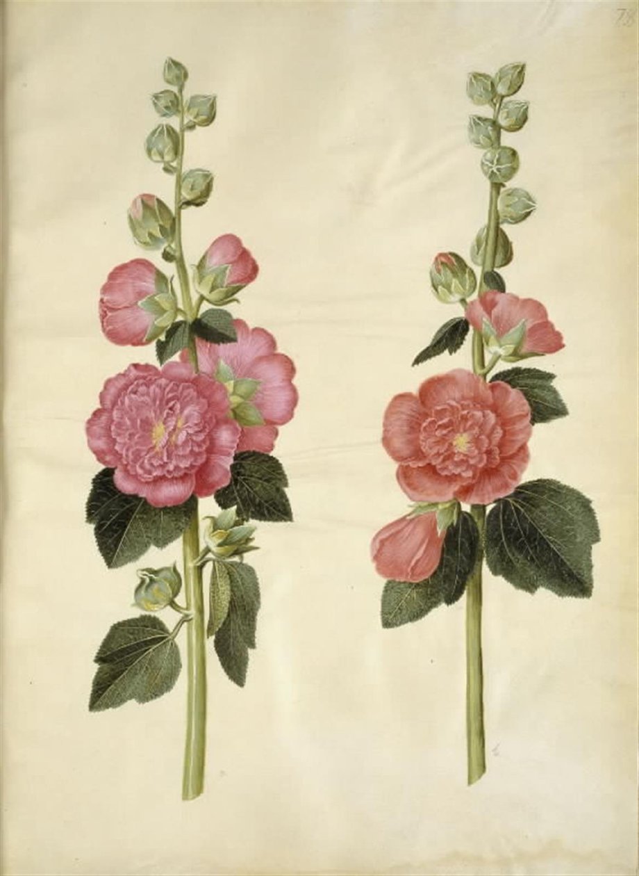 Alcea rosea (ter-stokrose) de Hans Simon Holtzbecker
