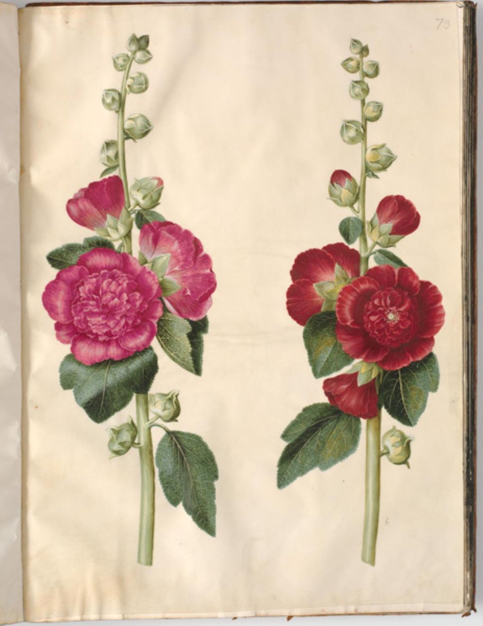 Alcea rosea (ter-stokrose) de Hans Simon Holtzbecker