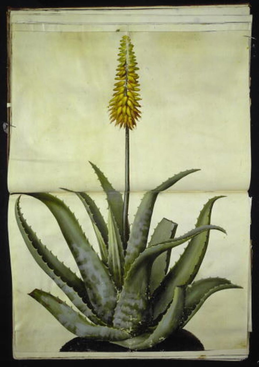 Aloe vera (aloe medicinal) de Hans Simon Holtzbecker