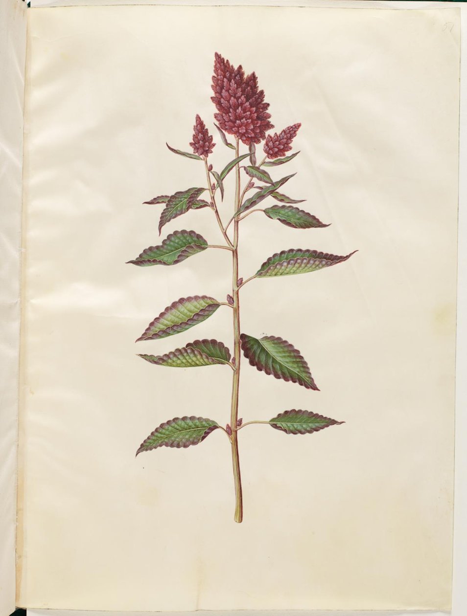 Amaranto de sangue (amaranto vermelho) de Hans Simon Holtzbecker