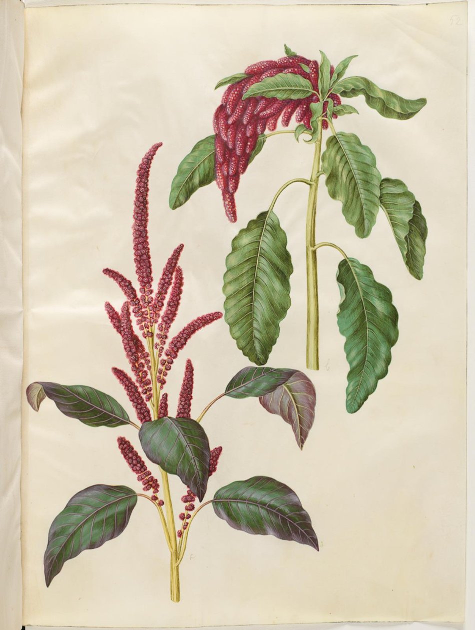Amaranto sangrento (amaranto vermelho); Amaranthus caudado (revehale-amarant) de Hans Simon Holtzbecker