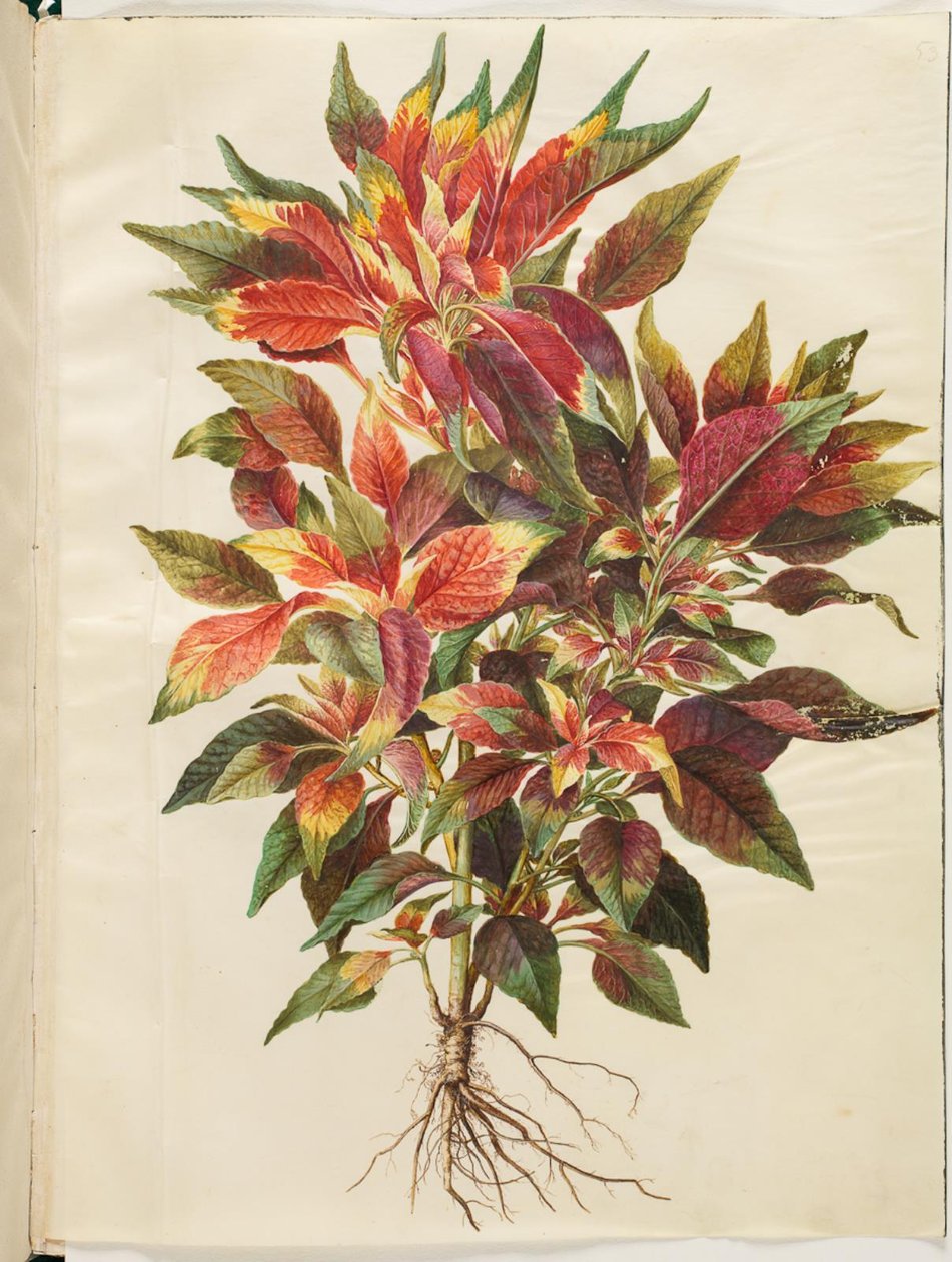 Amaranthus tricolor (papagaio amaranto) de Hans Simon Holtzbecker