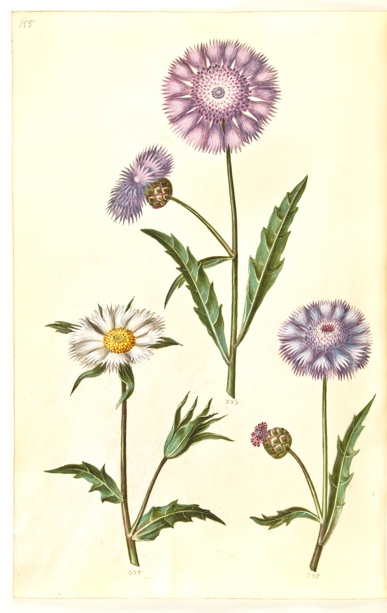 Amberboa moschata (sultão cheiro) de Hans Simon Holtzbecker