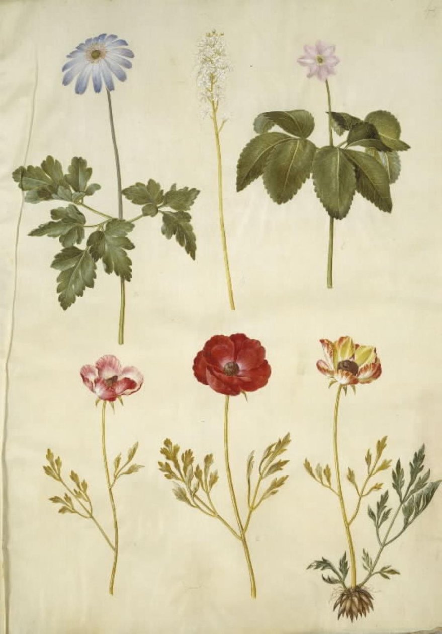 Anêmona apennina (anêmona dos Apeninos); Tiarella cordifolia (flor de espuma comum); Anêmona trifolia (anêmona tripla); Ranunculus asiaticus (bolinho de ouro do jardim) de Hans Simon Holtzbecker