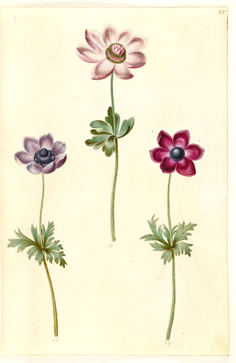 Anêmona coronaria (anêmona de fransk) de Hans Simon Holtzbecker