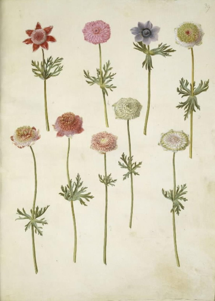 Anêmona coronaria (anêmona de fransk) de Hans Simon Holtzbecker