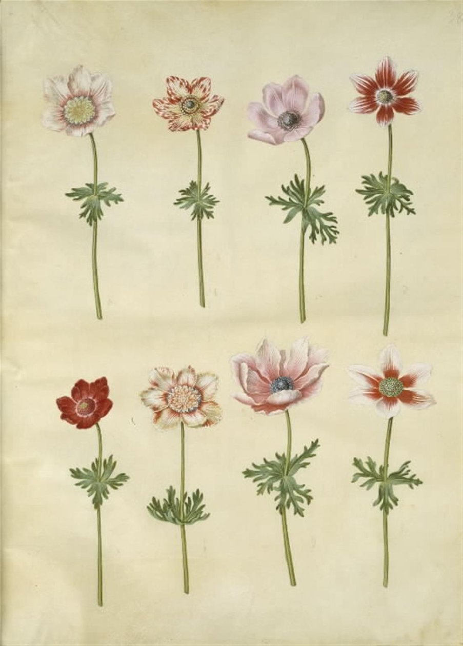 Anêmona coronaria (anêmona de fransk) de Hans Simon Holtzbecker
