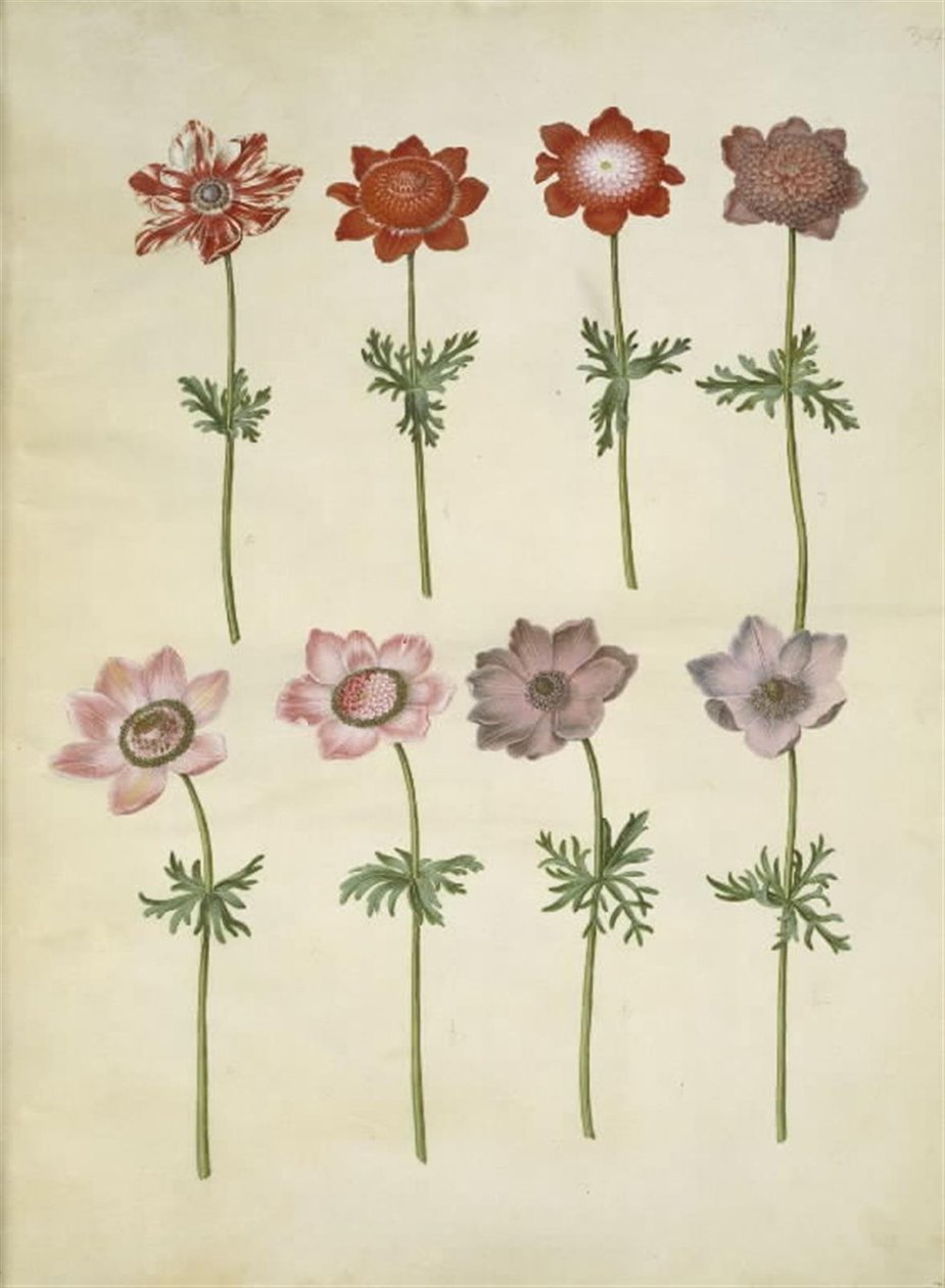 Anêmona coronaria (anêmona de fransk) de Hans Simon Holtzbecker