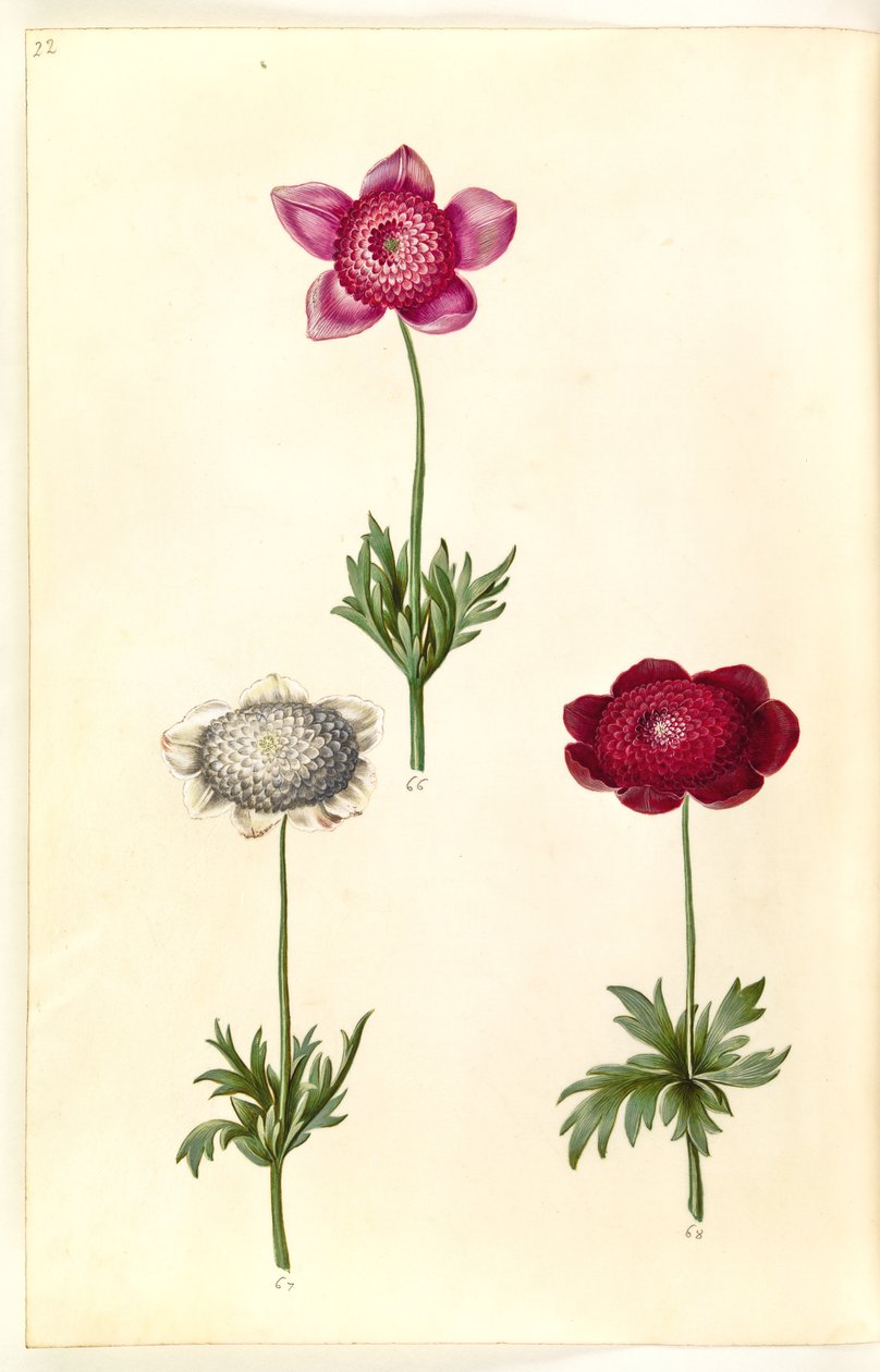 Anêmona coronaria (anêmona de fransk) de Hans Simon Holtzbecker