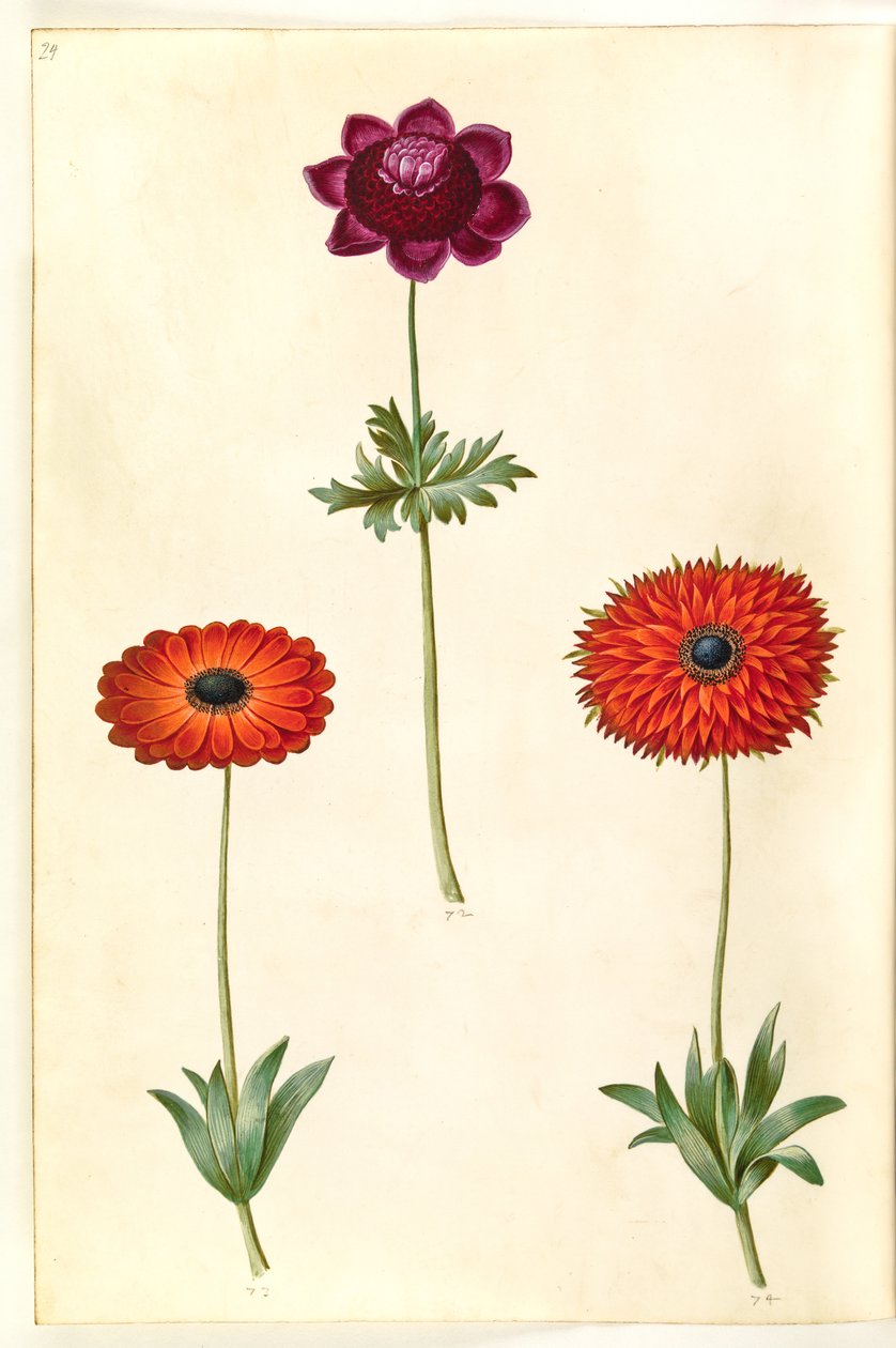 Anêmona coronaria (anêmona francesa); Anêmona ×fulgens (anêmona brilhante) de Hans Simon Holtzbecker
