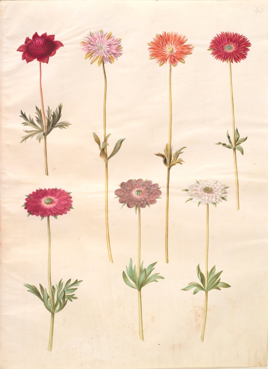 Anêmona coronaria (anêmona francesa); Anêmona ×fulgens (anêmona brilhante) de Hans Simon Holtzbecker