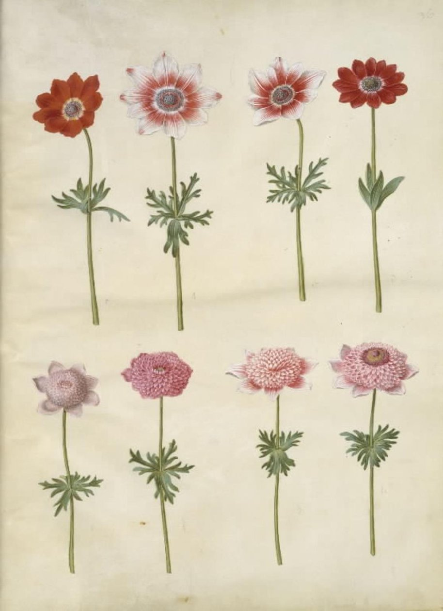 Anemone coronaria L. (anêmona francesa); Anêmona pavonina (anêmona de pavão) de Hans Simon Holtzbecker