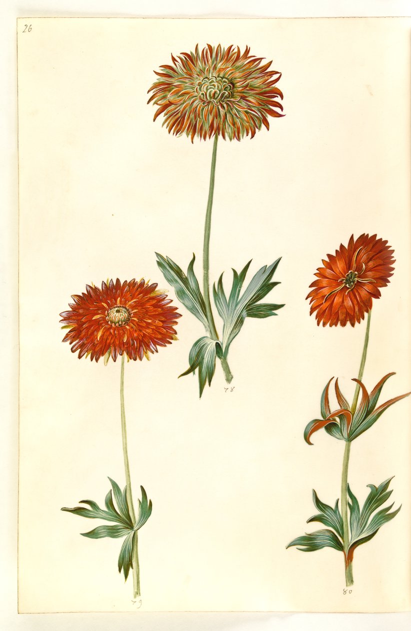 Anêmona ×fulgens (anêmona brilhante) de Hans Simon Holtzbecker
