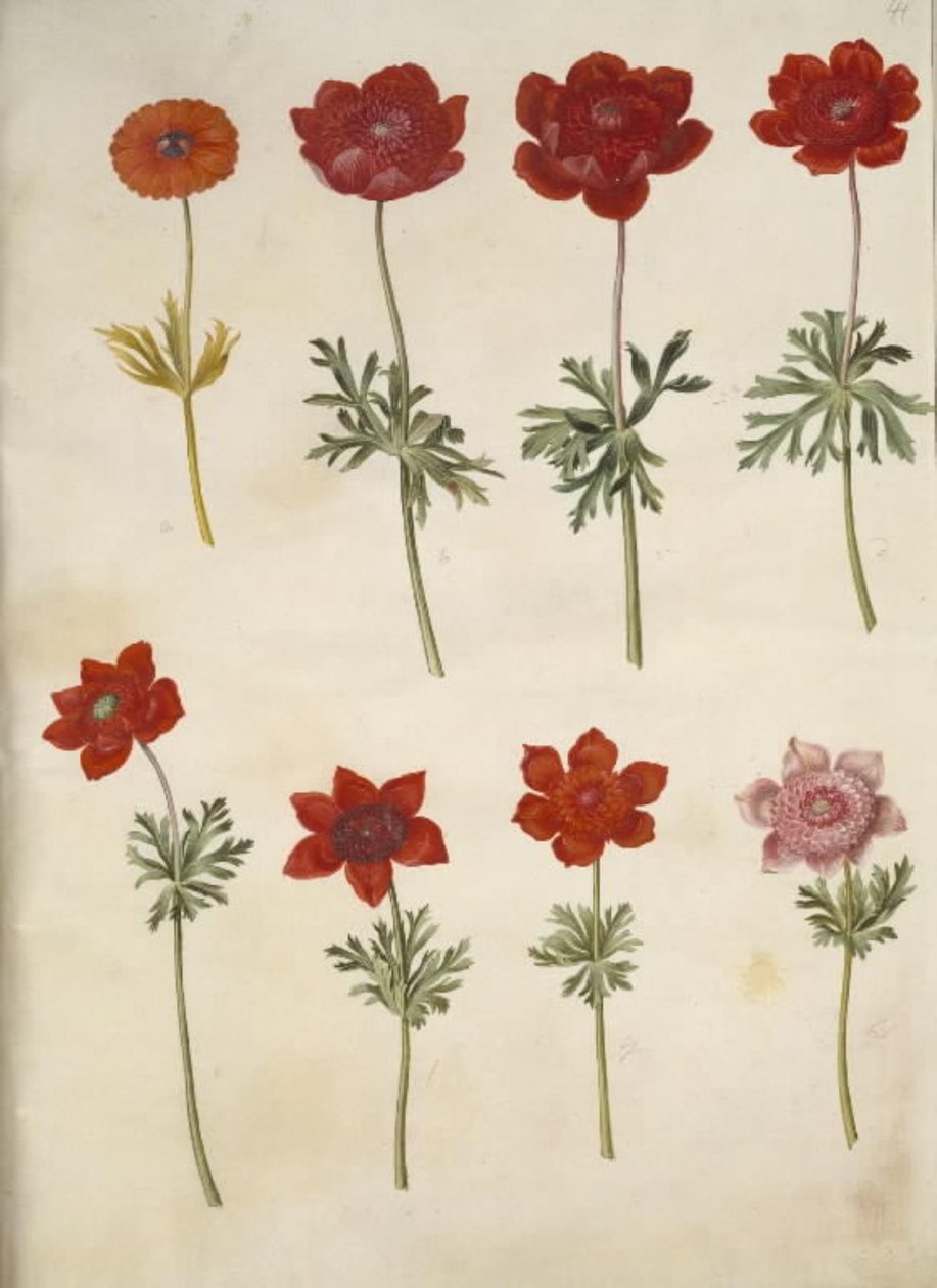 Anêmona ×fulgens (anêmona brilhante); Anêmona coronaria (anêmona francesa) de Hans Simon Holtzbecker