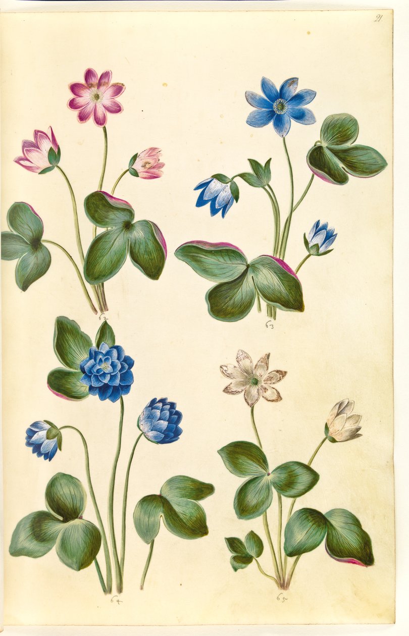 Anêmona hepática (anêmona azul) de Hans Simon Holtzbecker