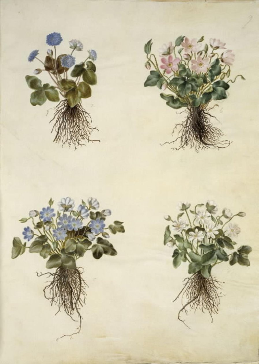 Anêmona hepática (anêmona azul) de Hans Simon Holtzbecker