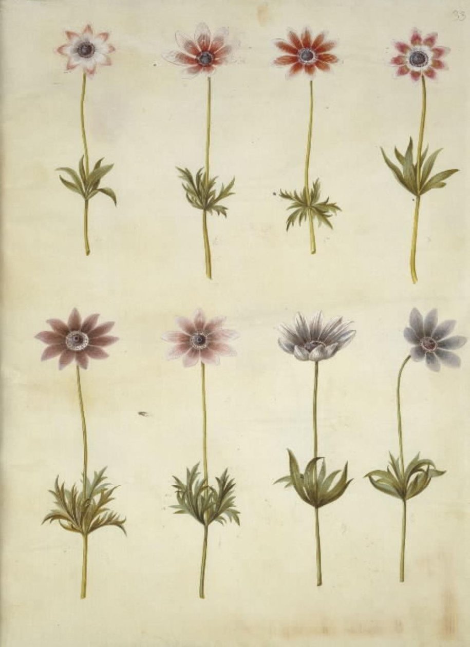 Anêmona pavonina (anêmona de pavão) de Hans Simon Holtzbecker