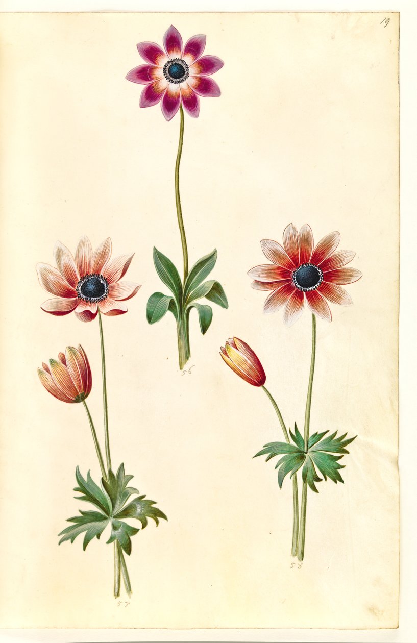 Anêmona pavonina (anêmona de pavão) de Hans Simon Holtzbecker