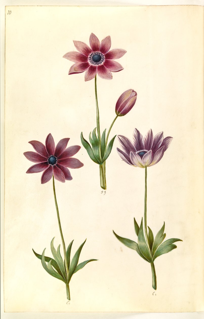 Anêmona pavonina (anêmona de pavão) de Hans Simon Holtzbecker