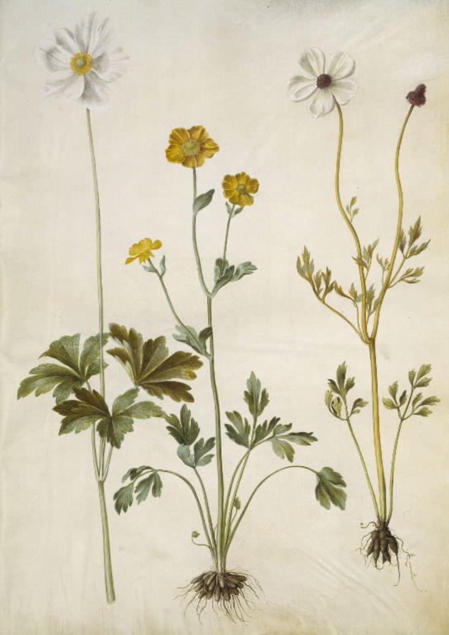 Anemone sylvestris (anêmona de verão); Ranunculus monspeliacus (manteiga de seda); Ranunculus asiaticus (bolinho de ouro do jardim) de Hans Simon Holtzbecker
