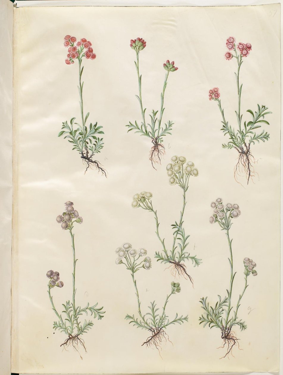 Antennaria dioica (pé de gato comum) de Hans Simon Holtzbecker