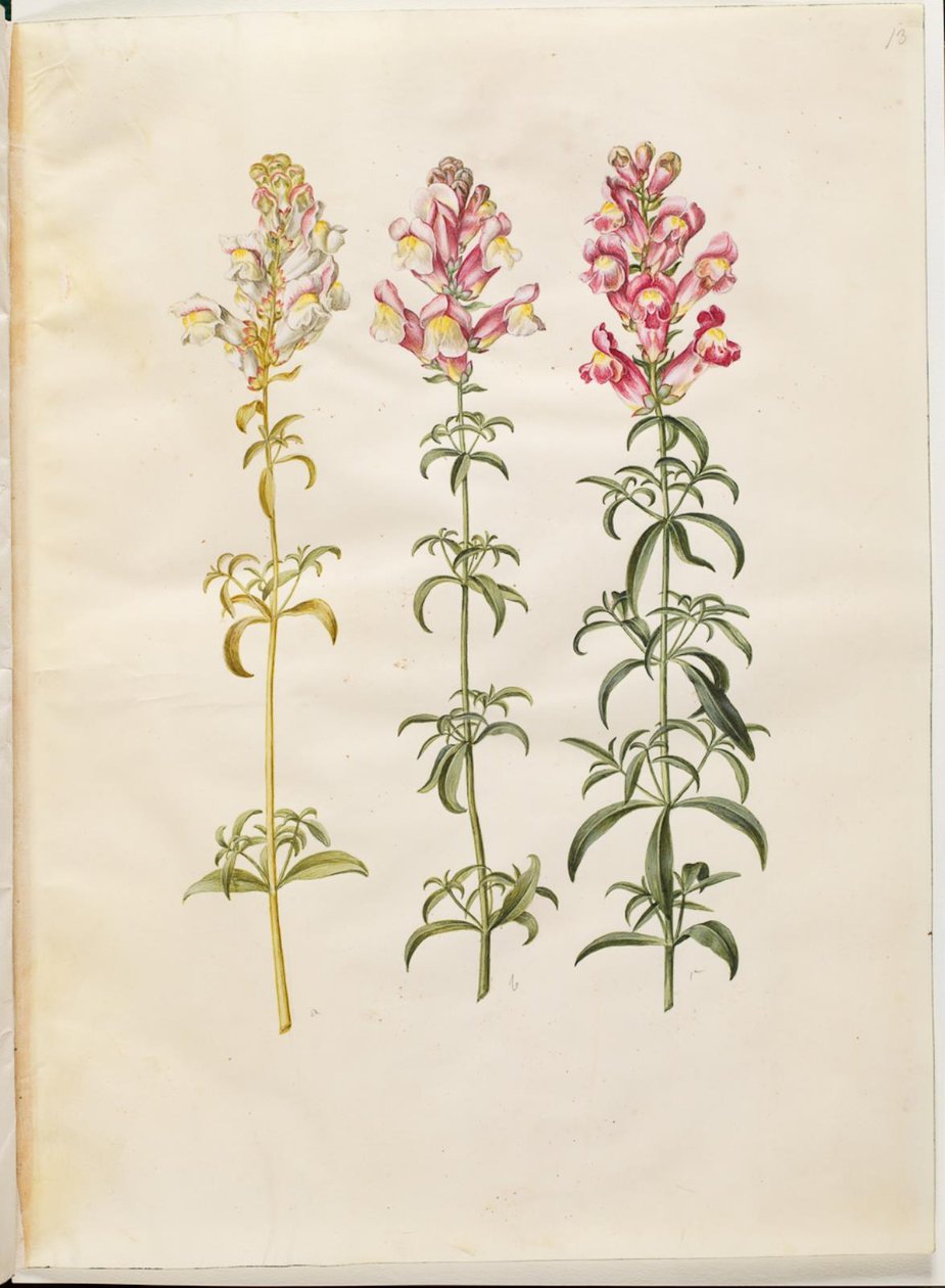 Antirrhinus majus (have-løvemund) de Hans Simon Holtzbecker