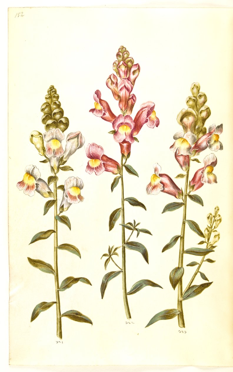 Antirrhinus majus (have-løvemund) de Hans Simon Holtzbecker
