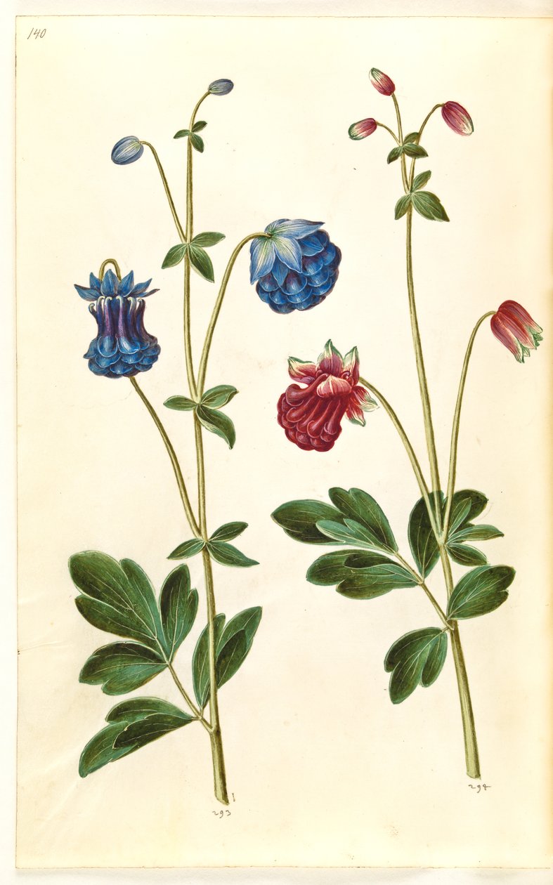Aquilegia vulgaris (colombina comum) de Hans Simon Holtzbecker