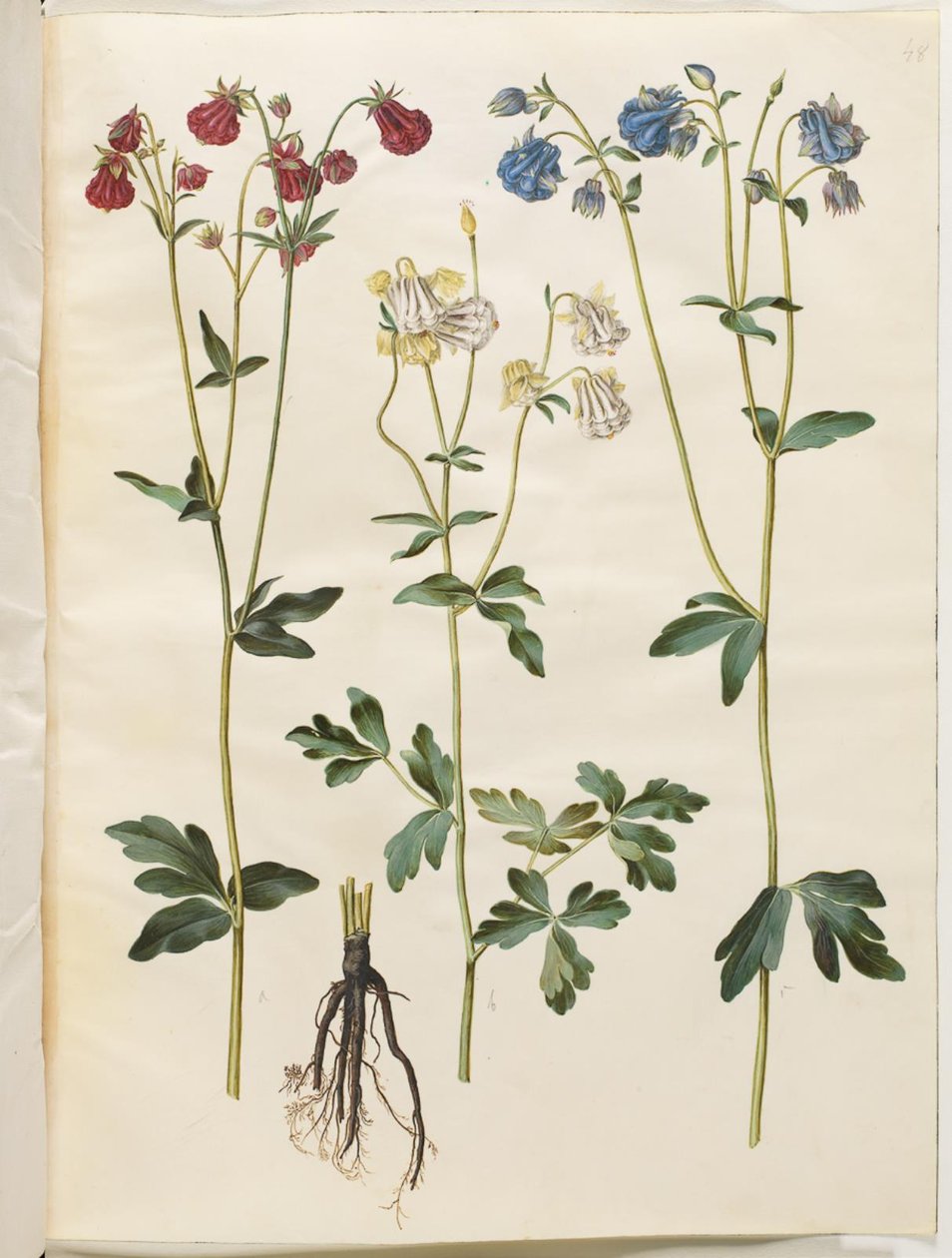 Aquilegia vulgaris (colombina comum) de Hans Simon Holtzbecker