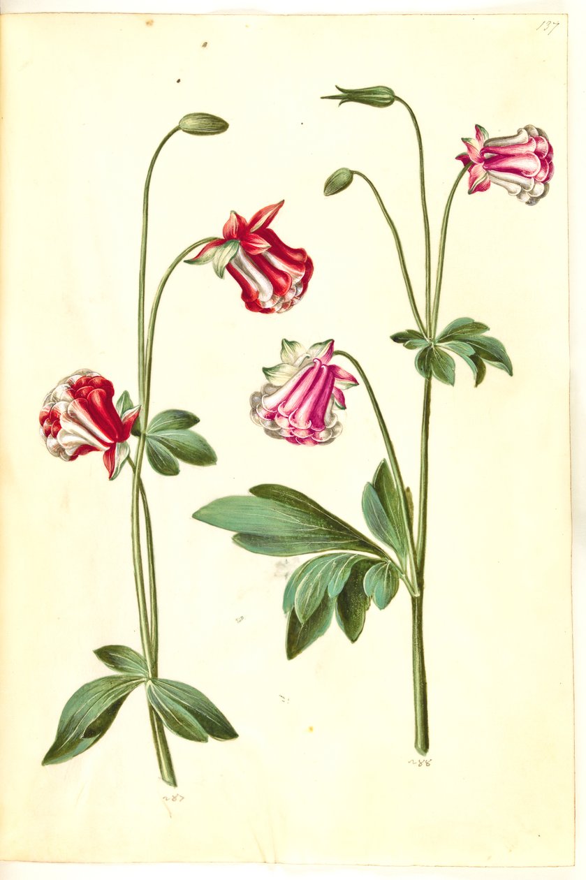 Aquilegia vulgaris (colombina comum) de Hans Simon Holtzbecker