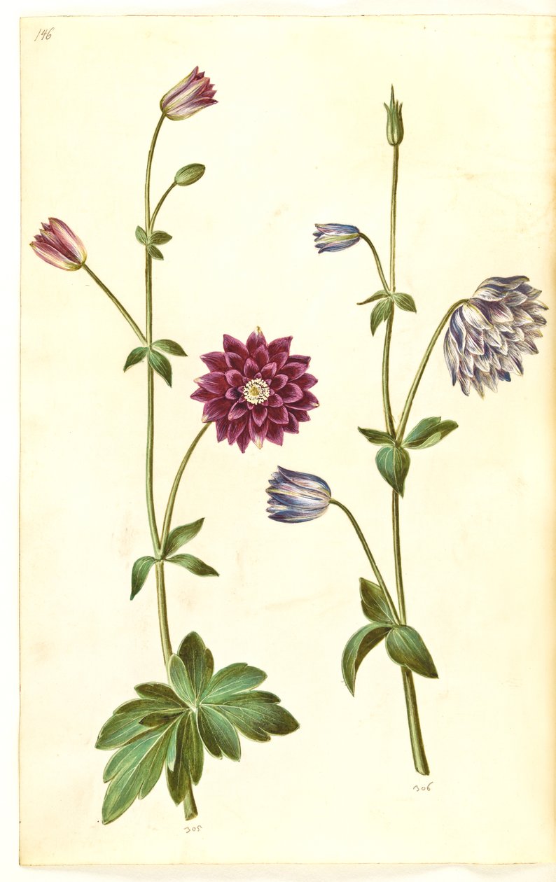 Aquilegia vulgaris (colombina comum) de Hans Simon Holtzbecker