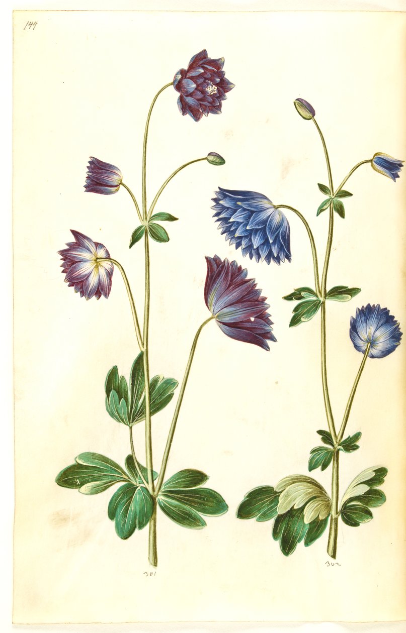 Aquilegia vulgaris (colombina comum) de Hans Simon Holtzbecker