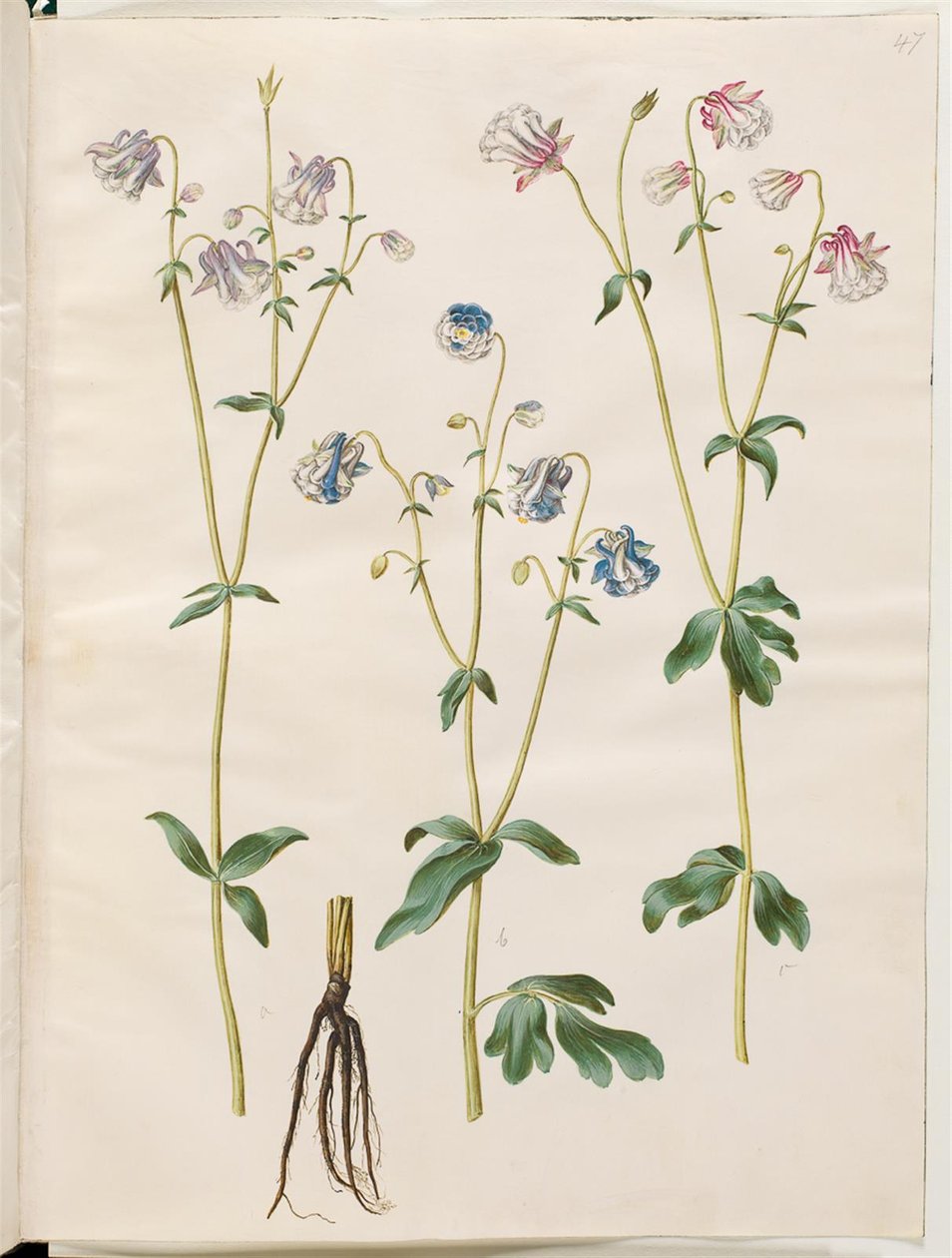 Aquilegia vulgaris (colombina comum) de Hans Simon Holtzbecker
