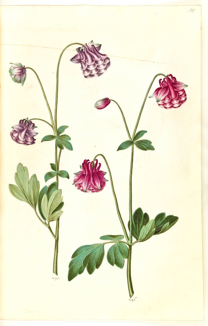 Aquilegia vulgaris (colombina comum) de Hans Simon Holtzbecker