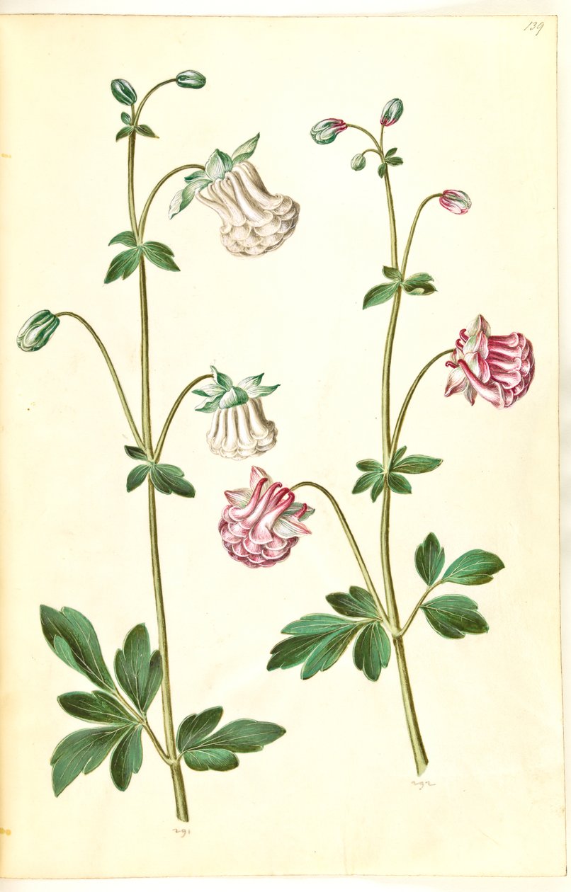 Aquilegia vulgaris (colombina comum) de Hans Simon Holtzbecker