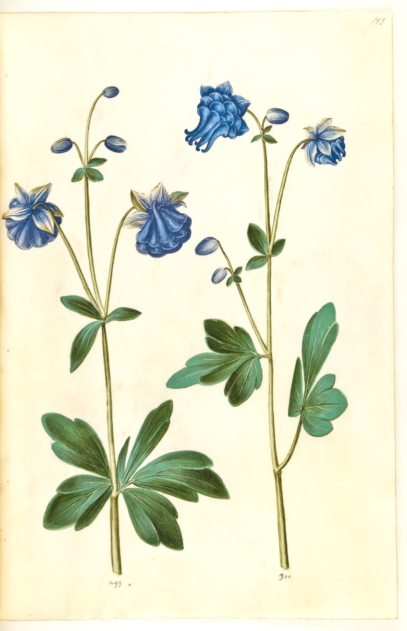 Aquilegia vulgaris (colombina comum) de Hans Simon Holtzbecker