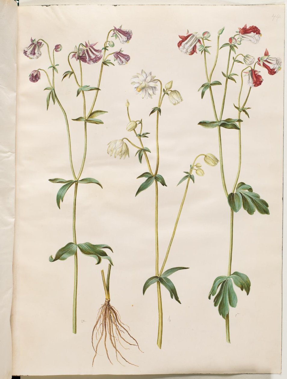 Aquilegia vulgaris (colombina comum) de Hans Simon Holtzbecker