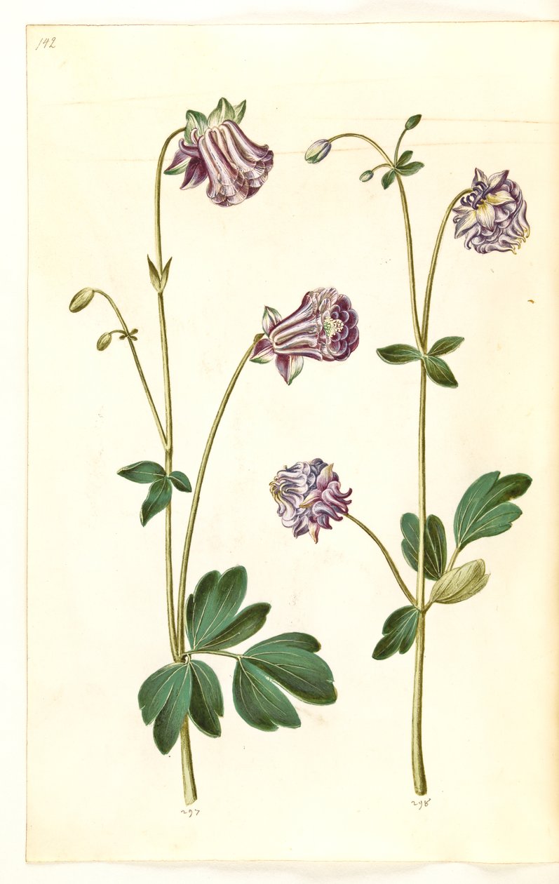 Aquilegia vulgaris (colombina comum) de Hans Simon Holtzbecker