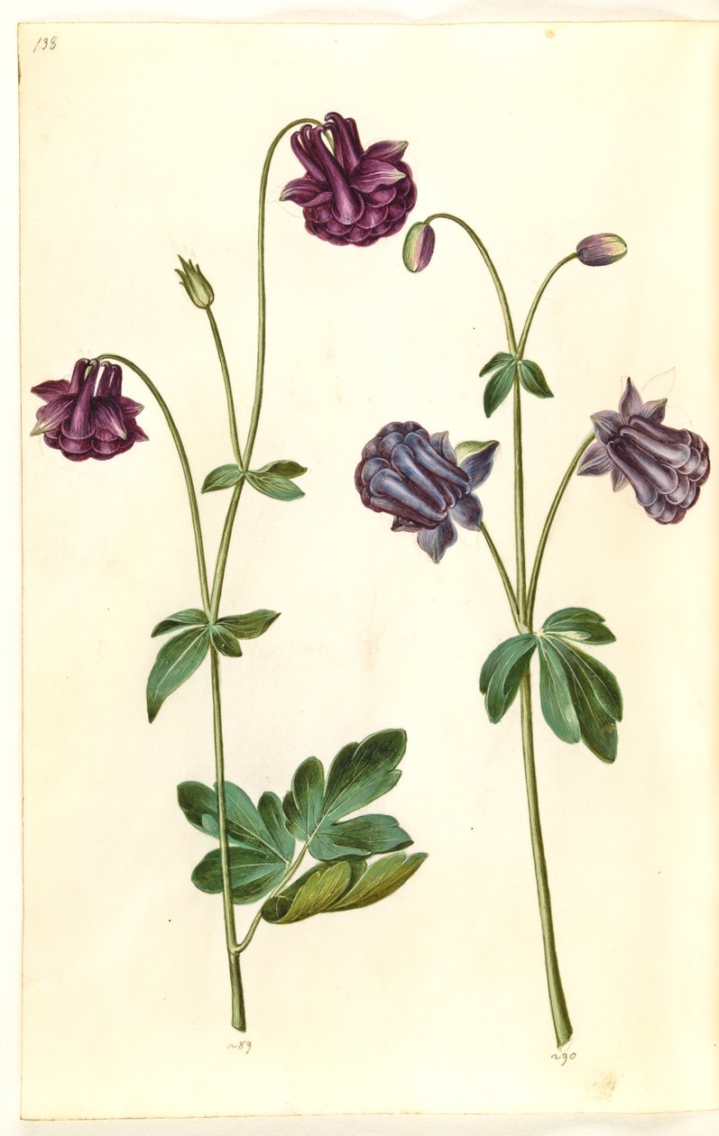 Aquilegia vulgaris (colombina comum) de Hans Simon Holtzbecker