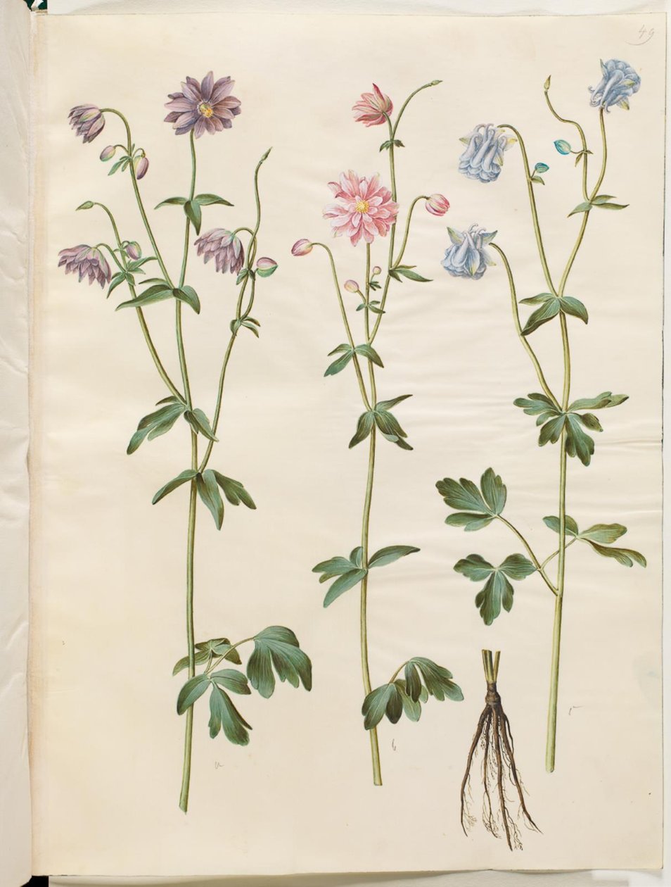 Aquilegia vulgaris (colombina comum) de Hans Simon Holtzbecker