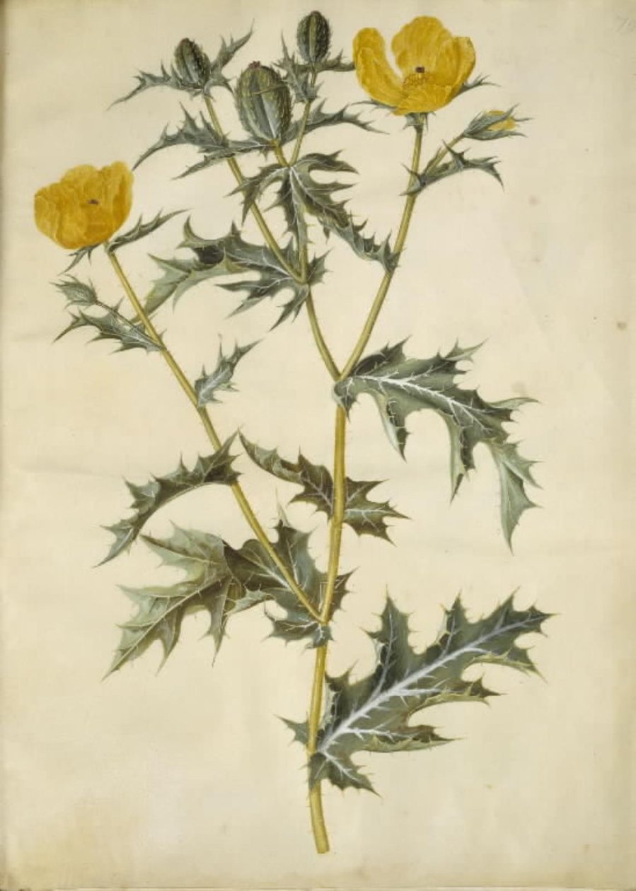 Argemone mexicana (papoula espinhosa mexicana) de Hans Simon Holtzbecker
