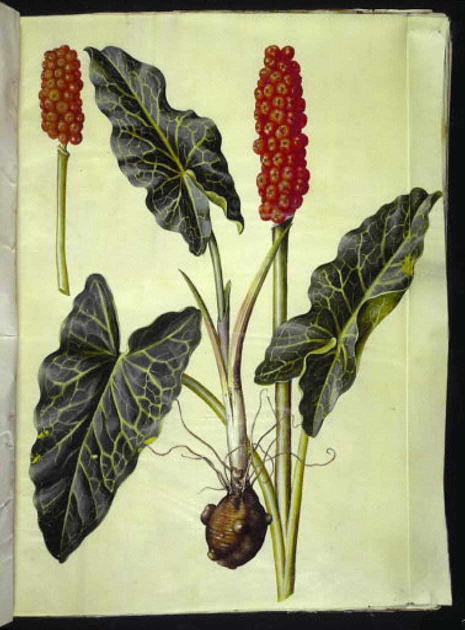 arum italiano (italiensk arum) de Hans Simon Holtzbecker