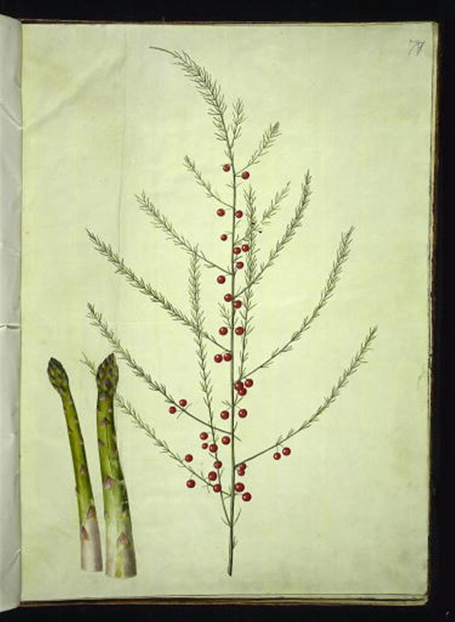 Espargos officinalis (aspargos comuns) de Hans Simon Holtzbecker