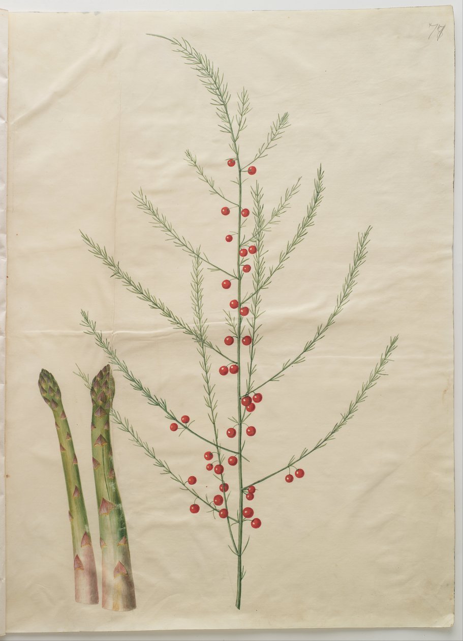 Espargos (Asparagus officinalis) de Hans Simon Holtzbecker